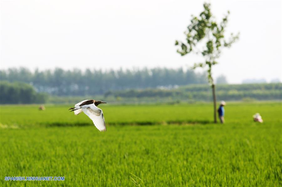CHINA-SHANDONG-AGRICULTURA
