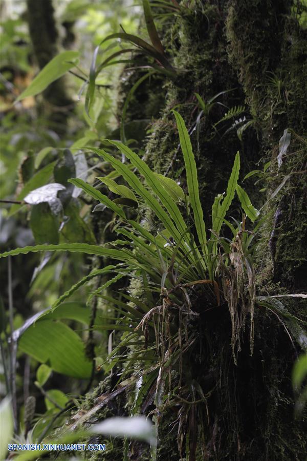 COSTA RICA-HEREDIA-DIA DE LOS PARQUES NACIONALES