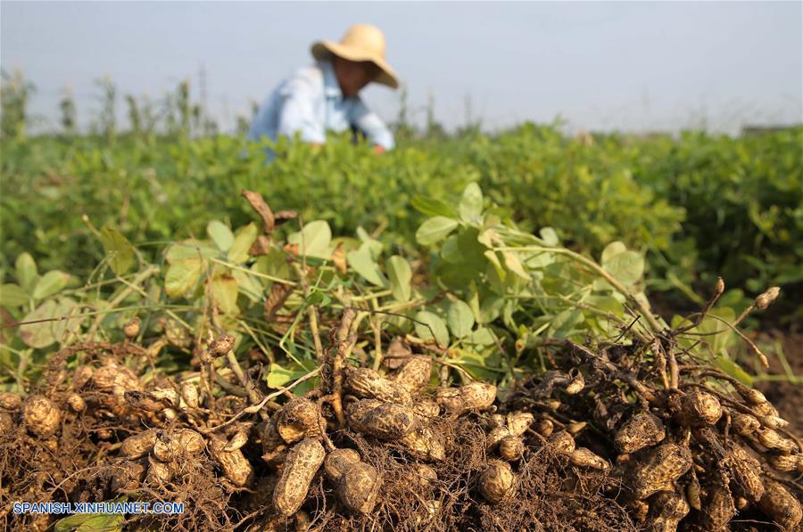 CHINA-JIANGSU-FIN DEL VERANO-AGRICULTURA