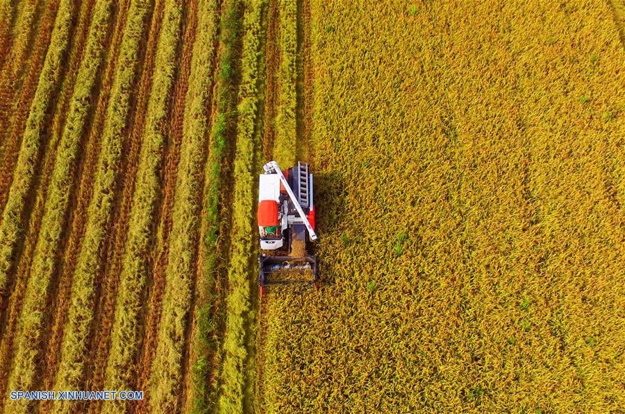 CHINA-HUNAN-FIN DEL VERANO-AGRICULTURA