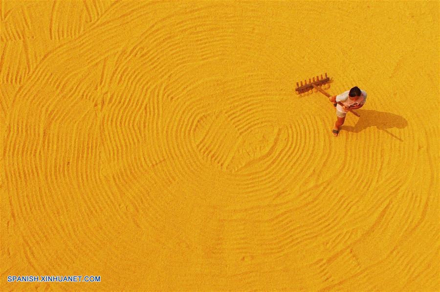 CHINA-HUNAN-FIN DEL VERANO-AGRICULTURA