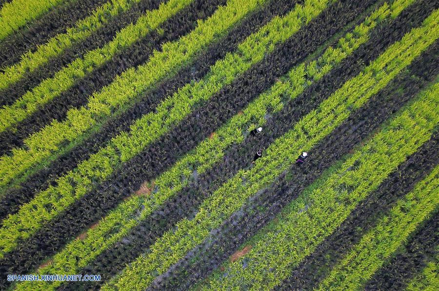 CHINA-GUIZHOU-FIN DEL VERANO-AGRICULTURA