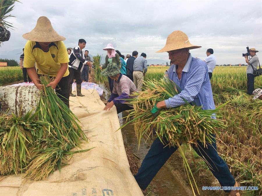 CHINA-YUNNAN-PRODUCCION-SUPER ARROZ HIBRIDO-RECORD