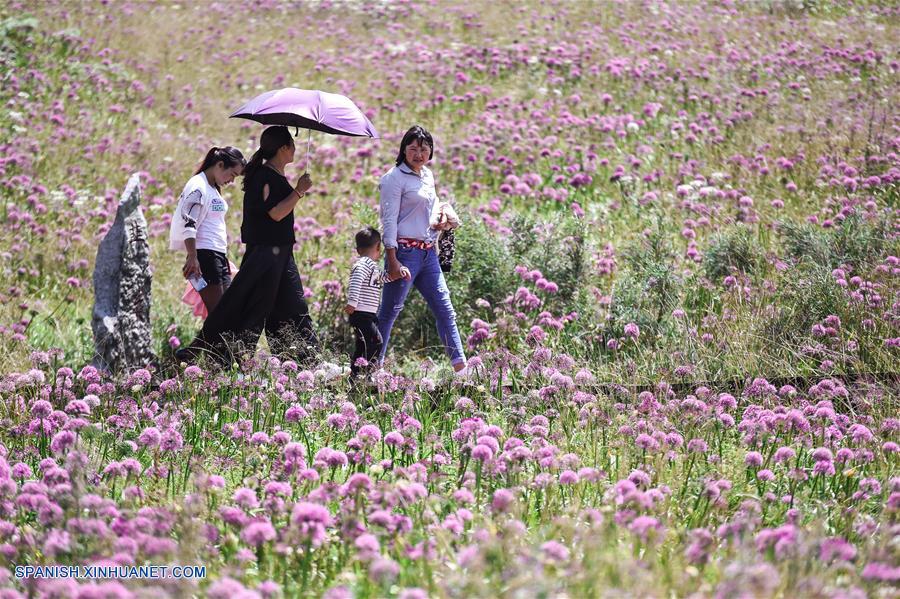 CHINA-GUIZHOU-FLOR DE CEBOLLINO