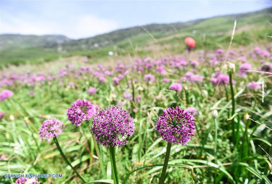 CHINA-GUIZHOU-FLOR DE CEBOLLINO