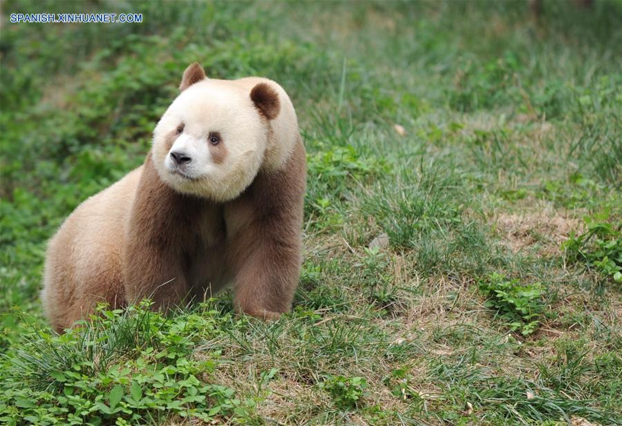 CHINA-SHAANXI-MARRON Y BLANCO-PANDA DE QINLING