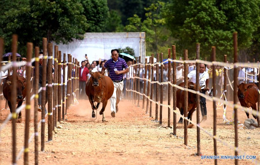 CHINA-JIANGXI-FESTIVAL DE GANADO 