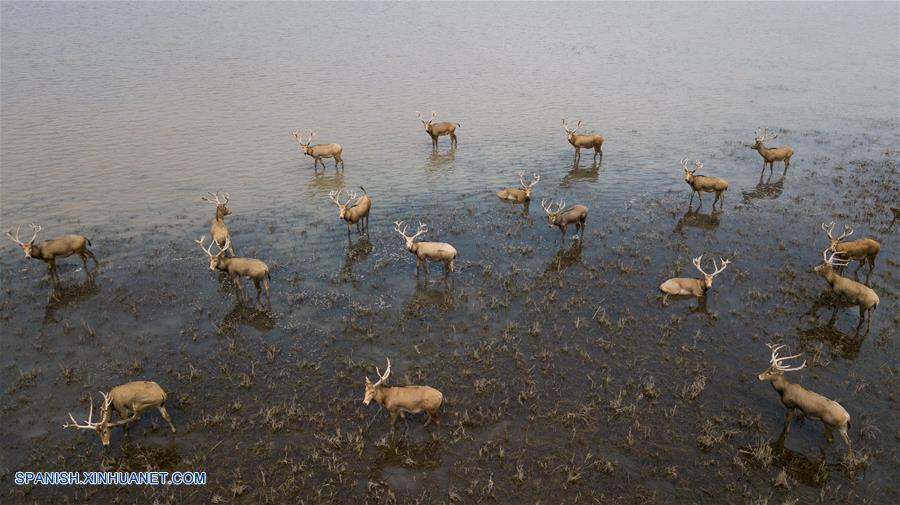 CHINA-HUBEI-WAPITI-RESERVA