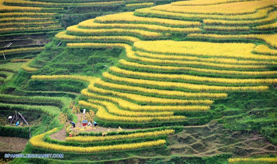 CHINA-GUIZHOU-CAMPOS DE TERRAZA-PAISAJE OTO&Ntilde;AL