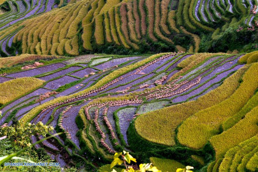 CHINA-GUIZHOU-CAMPOS DE TERRAZA-PAISAJE OTO&Ntilde;AL