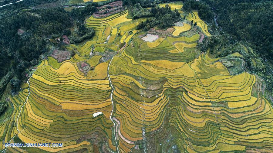 CHINA-GUIZHOU-CAMPOS DE TERRAZA-PAISAJE OTO&Ntilde;AL