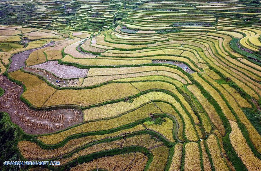 CHINA-GUIZHOU-CAMPOS DE TERRAZA-PAISAJE OTO&Ntilde;AL