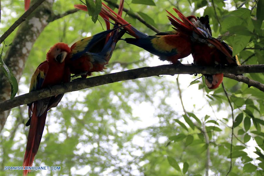 HONDURAS-COPAN RUINAS-AVE NACIONAL