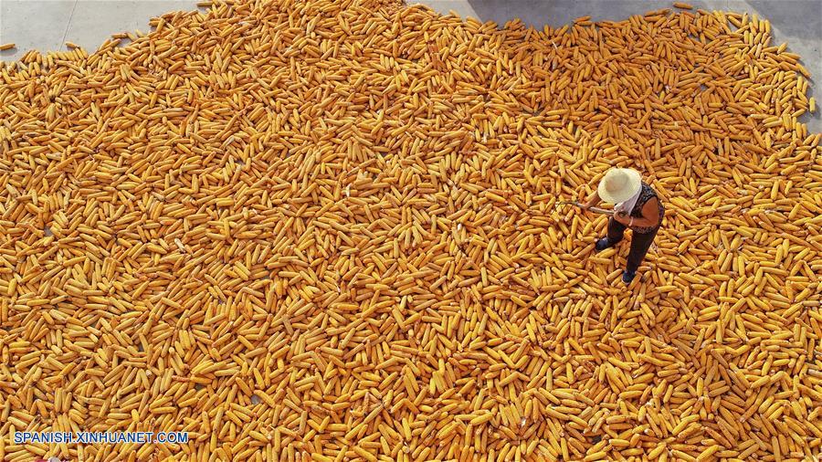 CHINA-HEBEI-FESTIVAL DE LA COSECHA