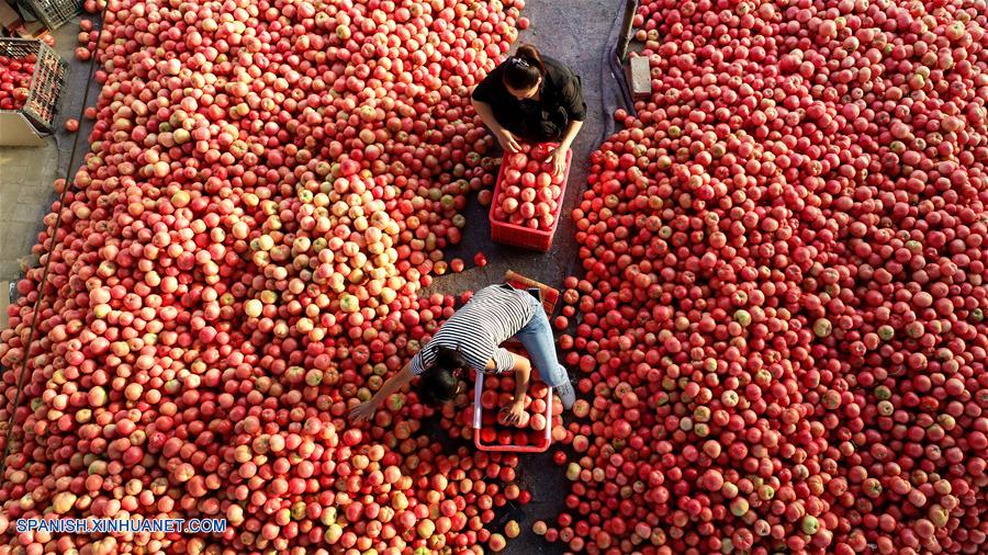 CHINA-HEBEI-FESTIVAL DE LA COSECHA