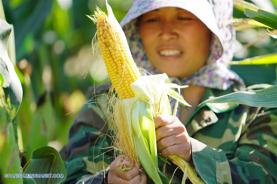 CHINA-HEBEI-FESTIVAL DE LA COSECHA