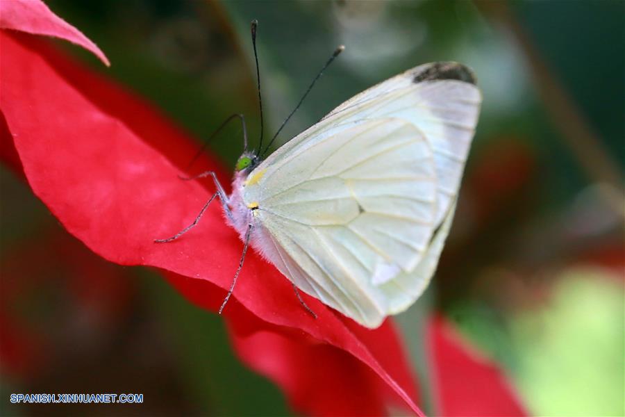 MEXICO-CIUDAD DE MEXICO-CRIADERO MARIPOSAS