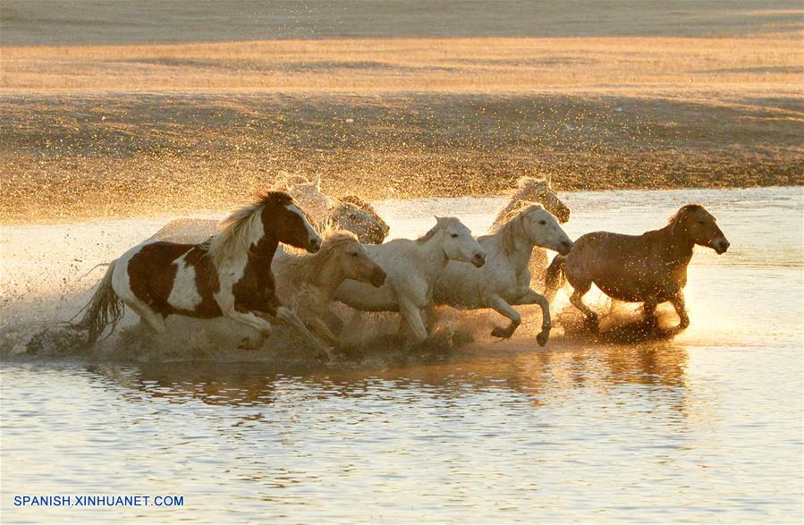 CHINA-CHIFENG-PRADERA-CABALLOS
