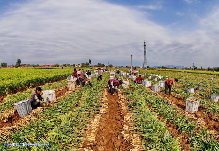 CHINA-HEBEI-COSECHA-JENGIBRE