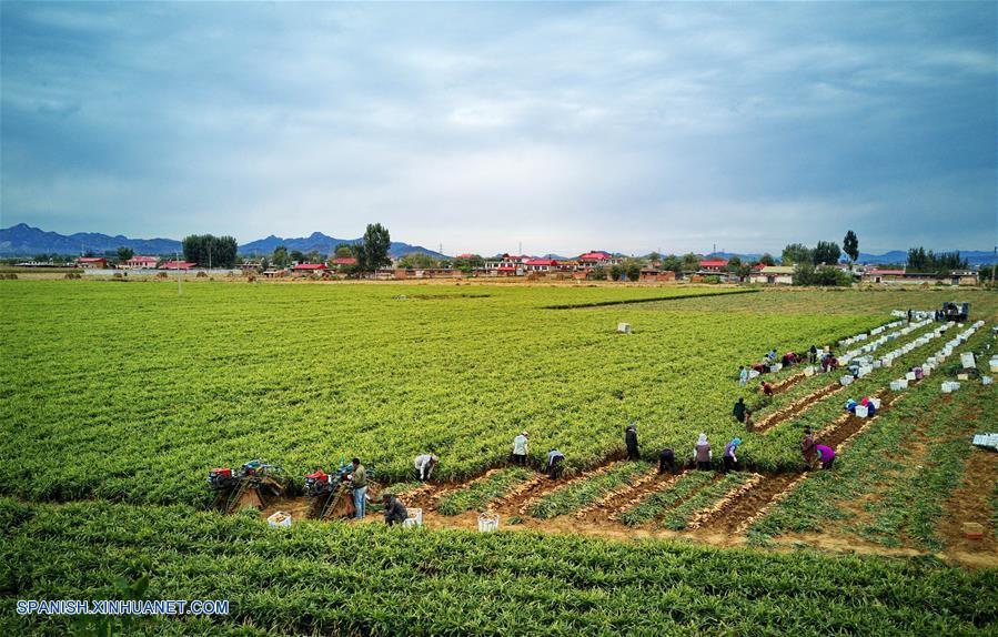 CHINA-HEBEI-COSECHA-JENGIBRE