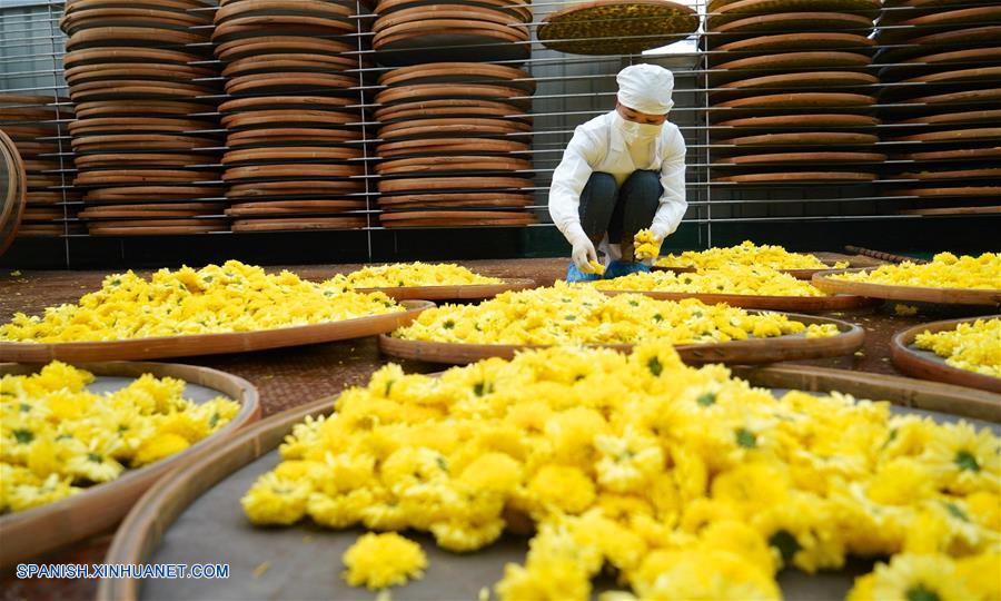CHINA-JIANGXI-CRISANTEMO-PRODUCCION