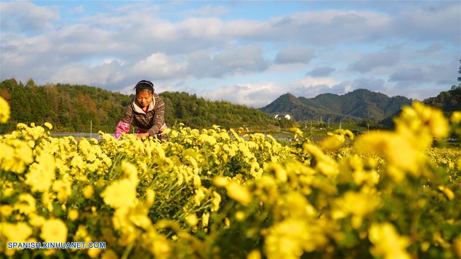 CHINA-JIANGXI-CRISANTEMO-PRODUCCION 