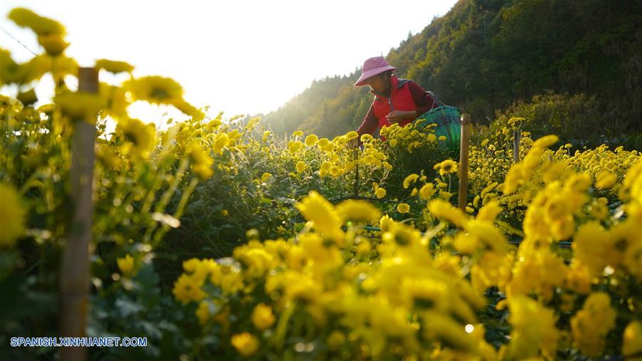 CHINA-JIANGXI-CRISANTEMO-PRODUCCION 