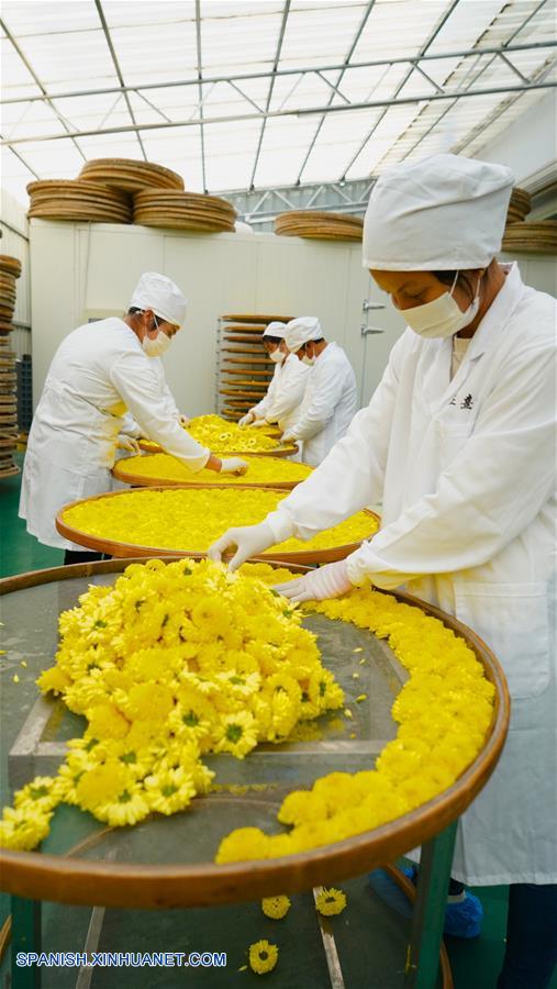 CHINA-JIANGXI-CRISANTEMO-PRODUCCION 