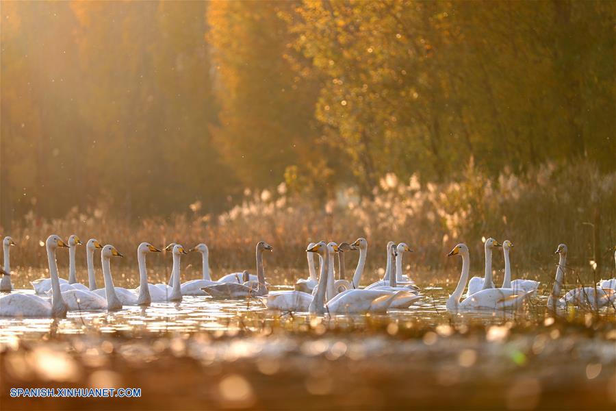 CHINA-SHANXI-CISNES