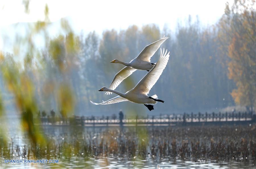 CHINA-SHANXI-CISNES