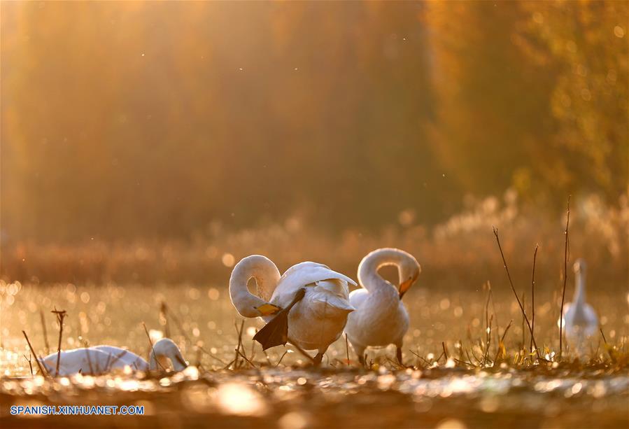 CHINA-SHANXI-CISNES