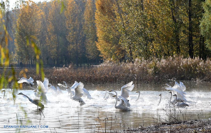 CHINA-SHANXI-CISNES