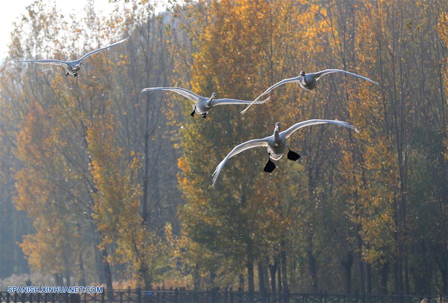 CHINA-SHANXI-CISNES