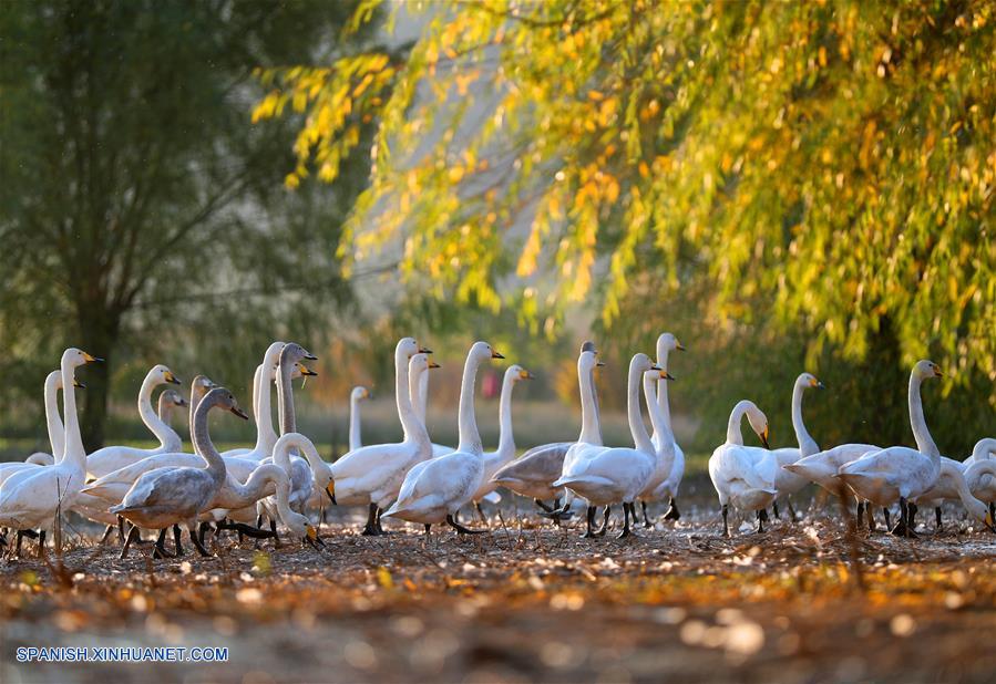 CHINA-SHANXI-CISNES