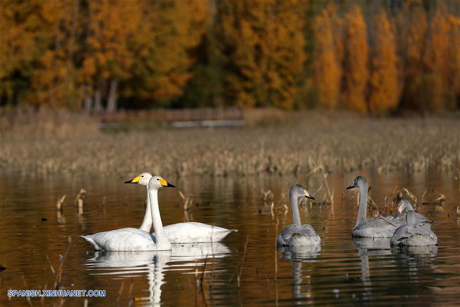 CHINA-SHANXI-CISNES