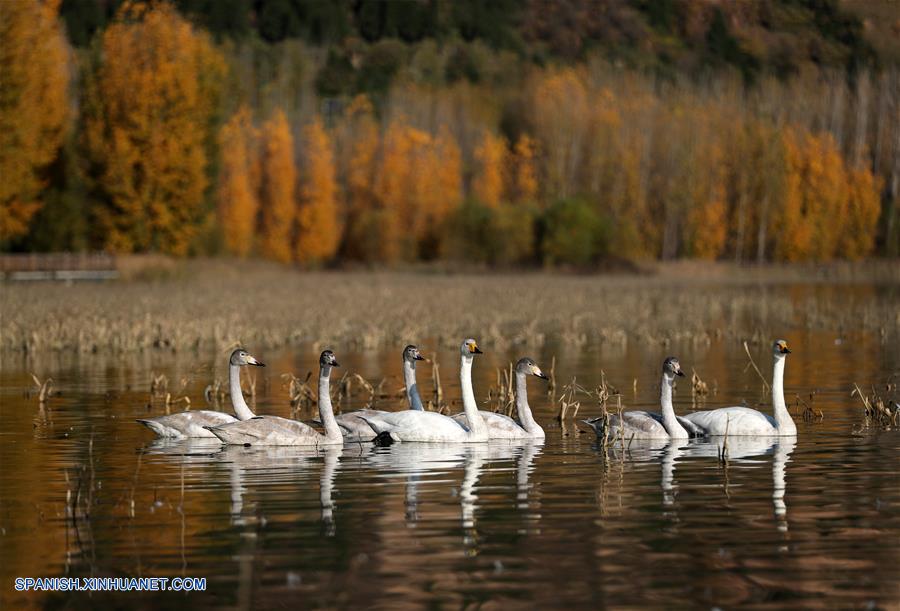 CHINA-SHANXI-CISNES