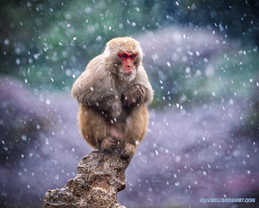 CHINA-NANJING-MACACO-NIEVE