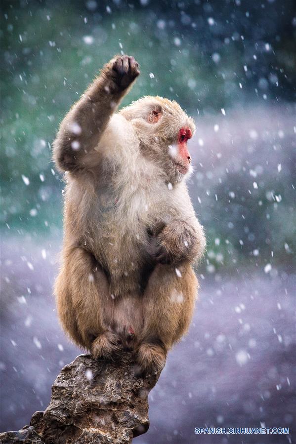 CHINA-NANJING-MACACO-NIEVE