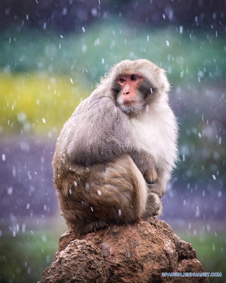 CHINA-NANJING-MACACO-NIEVE