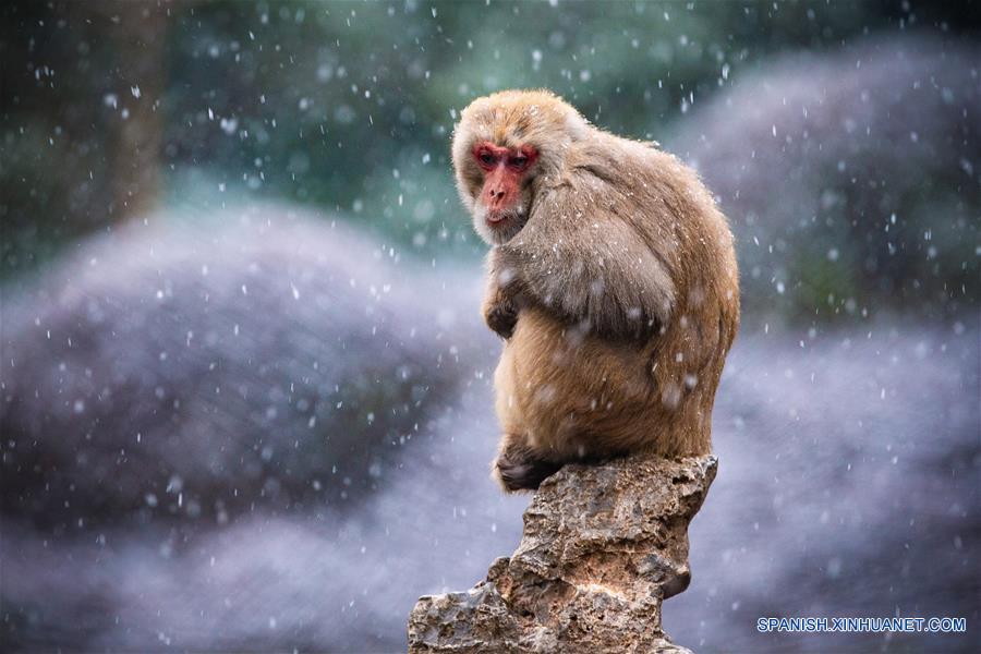 CHINA-NANJING-MACACO-NIEVE