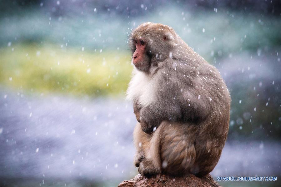CHINA-NANJING-MACACO-NIEVE