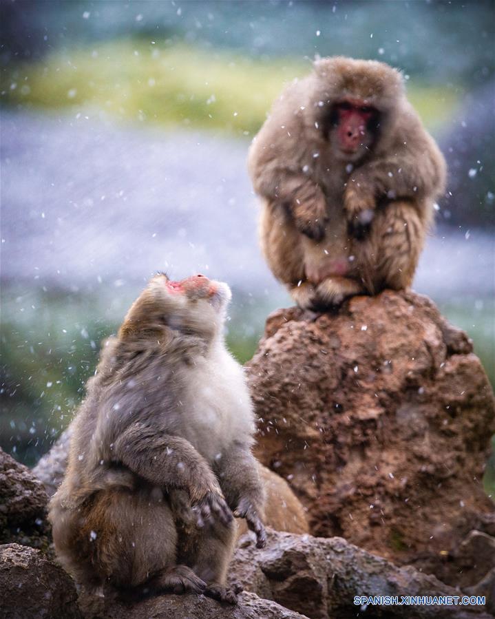 CHINA-NANJING-MACACO-NIEVE