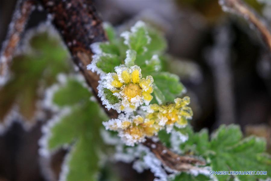 CHINA-HUNAN-NIEVE-PLANTAS