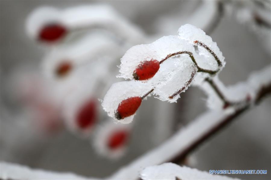 CHINA-HUNAN-NIEVE-PLANTAS