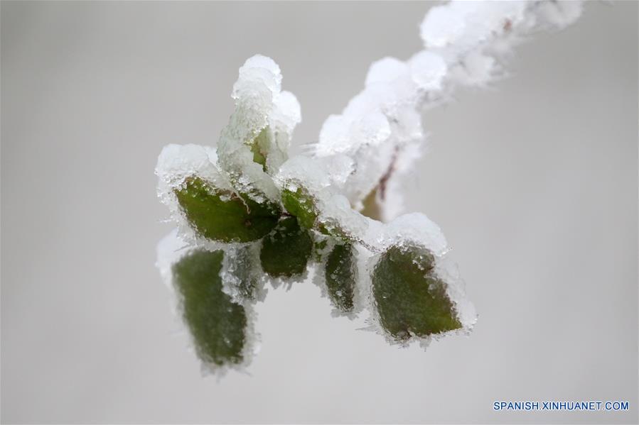 CHINA-HUNAN-NIEVE-PLANTAS
