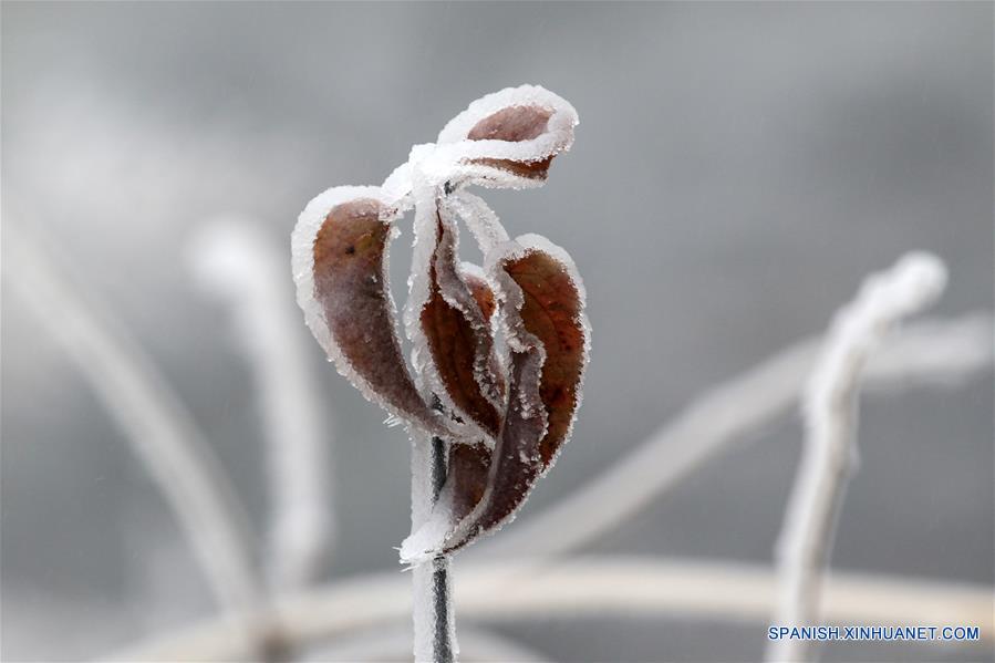 CHINA-HUNAN-NIEVE-PLANTAS