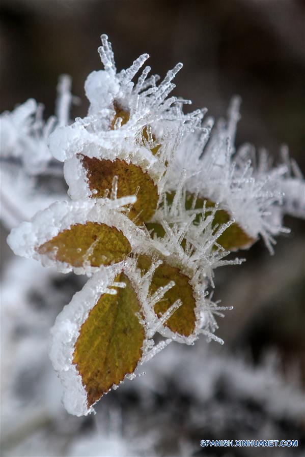 CHINA-HUNAN-NIEVE-PLANTAS