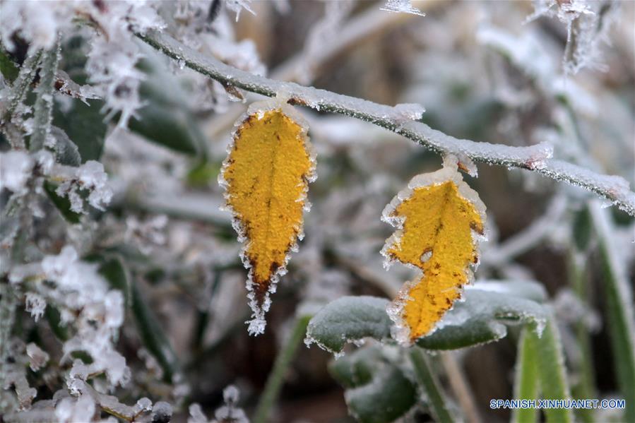 CHINA-HUNAN-NIEVE-PLANTAS
