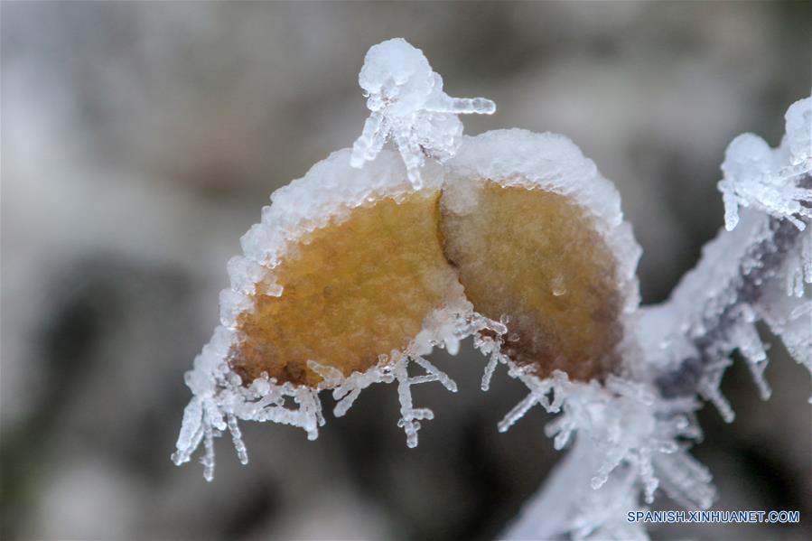 CHINA-HUNAN-NIEVE-PLANTAS