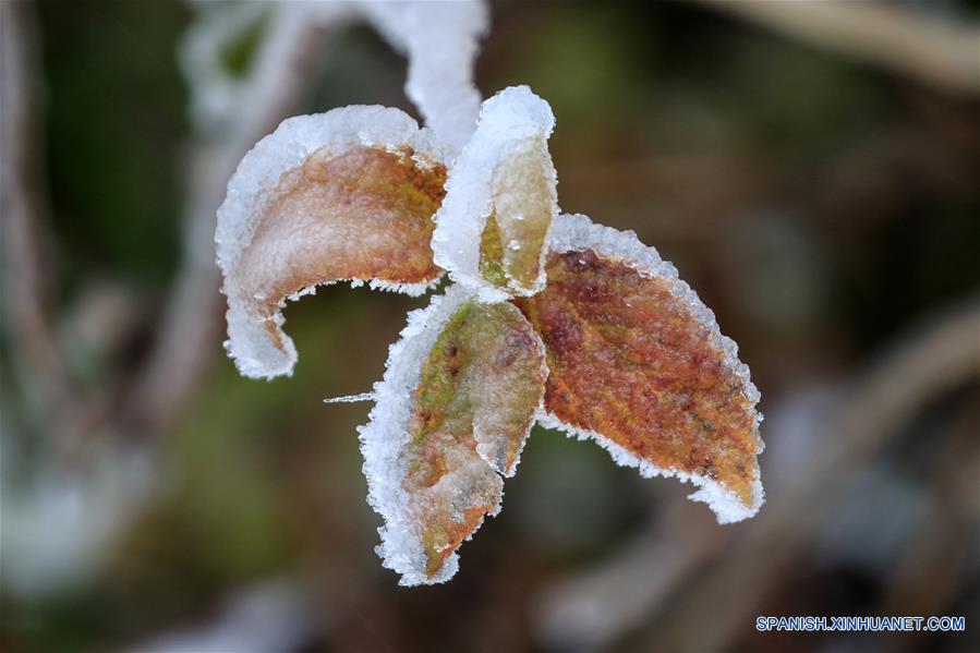 CHINA-HUNAN-NIEVE-PLANTAS